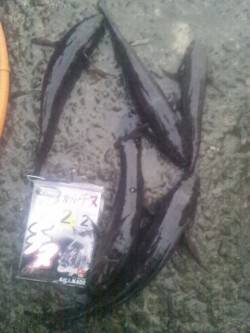 淀川河口でウキ釣り、カワアナゴが釣れました…