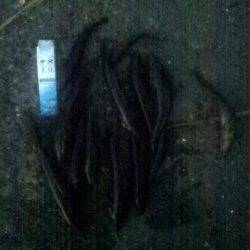 淀川河口　ウキ釣りでカワアナゴ〜26cm14匹！