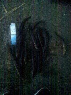 淀川河口　ウキ釣りでカワアナゴ〜26cm14匹！