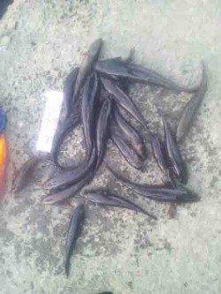 淀川河口　ウキ釣りでカワアナゴ〜26cm17匹＆ハゼ