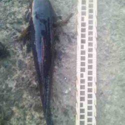 淀川河口　ウキ釣りでカワアナゴ〜26cm17匹＆ハゼ