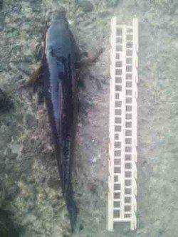 淀川河口　ウキ釣りでカワアナゴ〜26cm17匹＆ハゼ