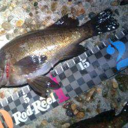 香住東港、フロートリグでメバリング！