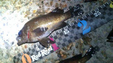 香住東港、フロートリグでメバリング！