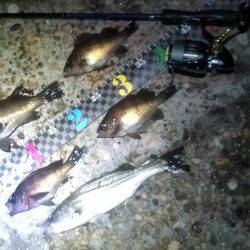 香住東港、フロートリグでメバリング！