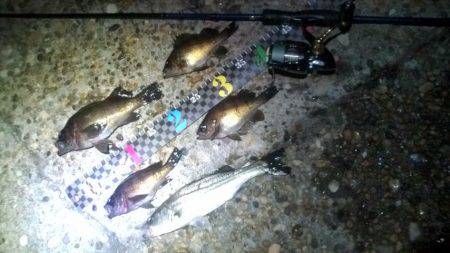 香住東港、フロートリグでメバリング！