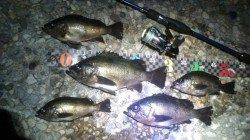 柴山港 メバリングで自己記録のメバル29.5cm!久しぶりの納得釣果!