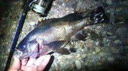 柴山港 メバリングで自己記録のメバル29.5cm!久しぶりの納得釣果!