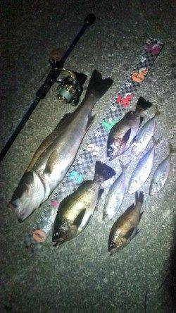 柴山港でメバル・アジ・シーバスの釣果