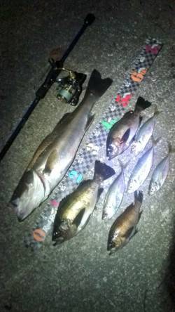 柴山港でメバル・アジ・シーバスの釣果