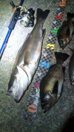 柴山港でメバル・アジ・シーバスの釣果