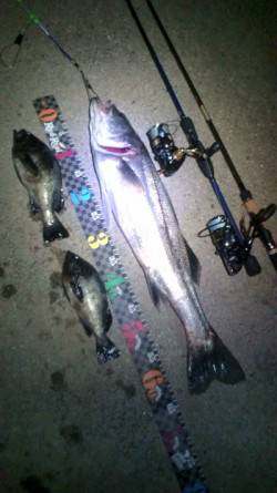 津居山港　メバリングでメバル＆ルアーでシー…