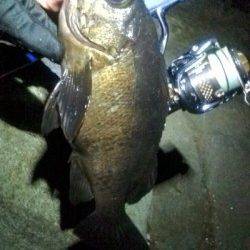 津居山港　メバリングでメバル＆ルアーでシーバス！