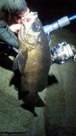 津居山港　メバリングでメバル＆ルアーでシーバス！