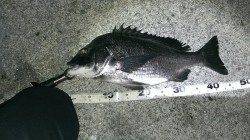 岸和田地蔵浜　ルアーでチヌ45cm☆チーバスのオマケも