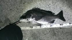 岸和田地蔵浜　ルアーでチヌ45cm☆チーバ…