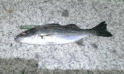 岸和田地蔵浜　ルアーでチヌ45cm☆チーバスのオマケも