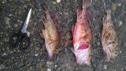 田ノ浦漁港で胴突でガシラとキビナゴを付けてアナゴＧＥＴ！