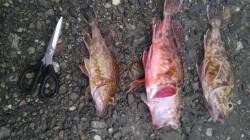 田ノ浦漁港で胴突でガシラとキビナゴを付けて…