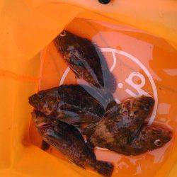 加太漁港、イワシを釣ってそれをエサにヒラメＧＥＴ！