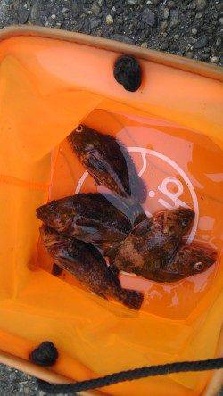 加太漁港、イワシを釣ってそれをエサにヒラメＧＥＴ！