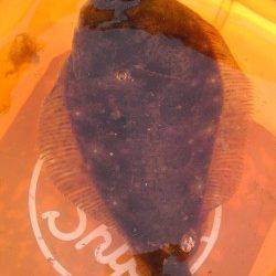 加太漁港、イワシを釣ってそれをエサにヒラメＧＥＴ！