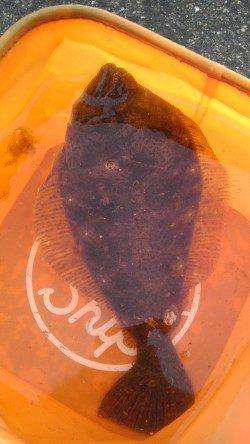 加太漁港、イワシを釣ってそれをエサにヒラメＧＥＴ！