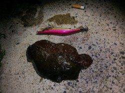 新井崎でエギング、夕マヅメからの釣行も・・・