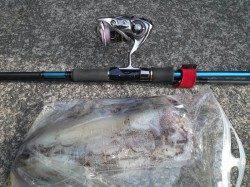 田杭漁港　朝マズメのエギングで良型アオリイカがヒット！