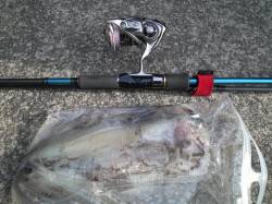 田杭漁港　朝マズメのエギングで良型アオリイ…