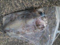 田杭漁港　朝マズメのエギングで良型アオリイカがヒット！