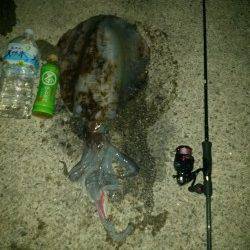 みなべ、出ました！エギングで3kgアップ↑↑