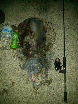 みなべ、出ました！エギングで3kgアップ↑↑