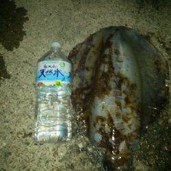 みなべ、出ました！エギングで3kgアップ↑↑