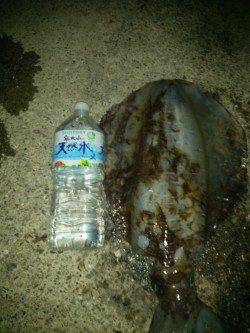 みなべ、出ました！エギングで3kgアップ↑↑