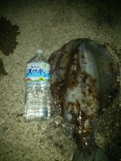 みなべ、出ました！エギングで3kgアップ↑…