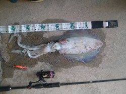 衣奈漁港　エギングでアオリイカ1,450g　ヒットタイムは朝5時