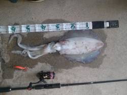 衣奈漁港　エギングでアオリイカ1,450g…