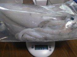 衣奈漁港　エギングでアオリイカ1,450g　ヒットタイムは朝5時