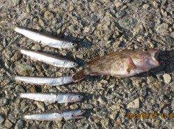 田ノ浦漁港 サビキでイワシ狙＆ちょい投げガシラ　釣り場は連休で大賑わい