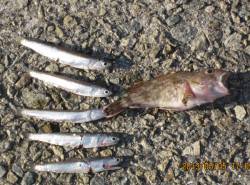 田ノ浦漁港 サビキでイワシ狙＆ちょい投げガ…