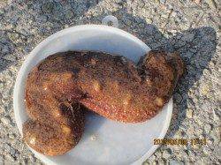 田ノ浦漁港 サビキでイワシ狙＆ちょい投げガシラ　釣り場は連休で大賑わい