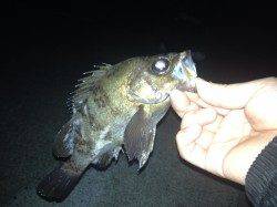 伊保港　メバリングで良型メバル3匹☆