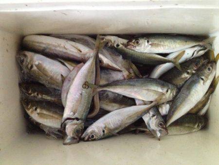 香住東港 サビキ・ルアーでアジ50尾・他メ…