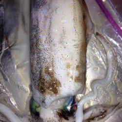 太地港　エギングで710gのアオリイカ＆イイダコ