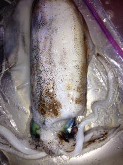 太地港　エギングで710gのアオリイカ＆イ…