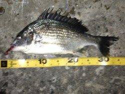 舞洲　ジグヘッド使用でキビレ2匹＆ガシラ5匹