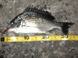 舞洲　ジグヘッド使用でキビレ2匹＆ガシラ5…