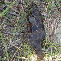 津居山港 ぶっこみ釣りでセイゴ狙いもヒラメ30cm!