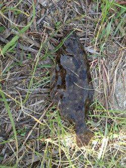 津居山港 ぶっこみ釣りでセイゴ狙いもヒラメ30cm!